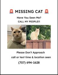 Lost Male Cat last seen Firelight Dr, Carriage LN, El Mercado PKWY, Faught Dr. , Larkfield-Wikiup, CA 95403