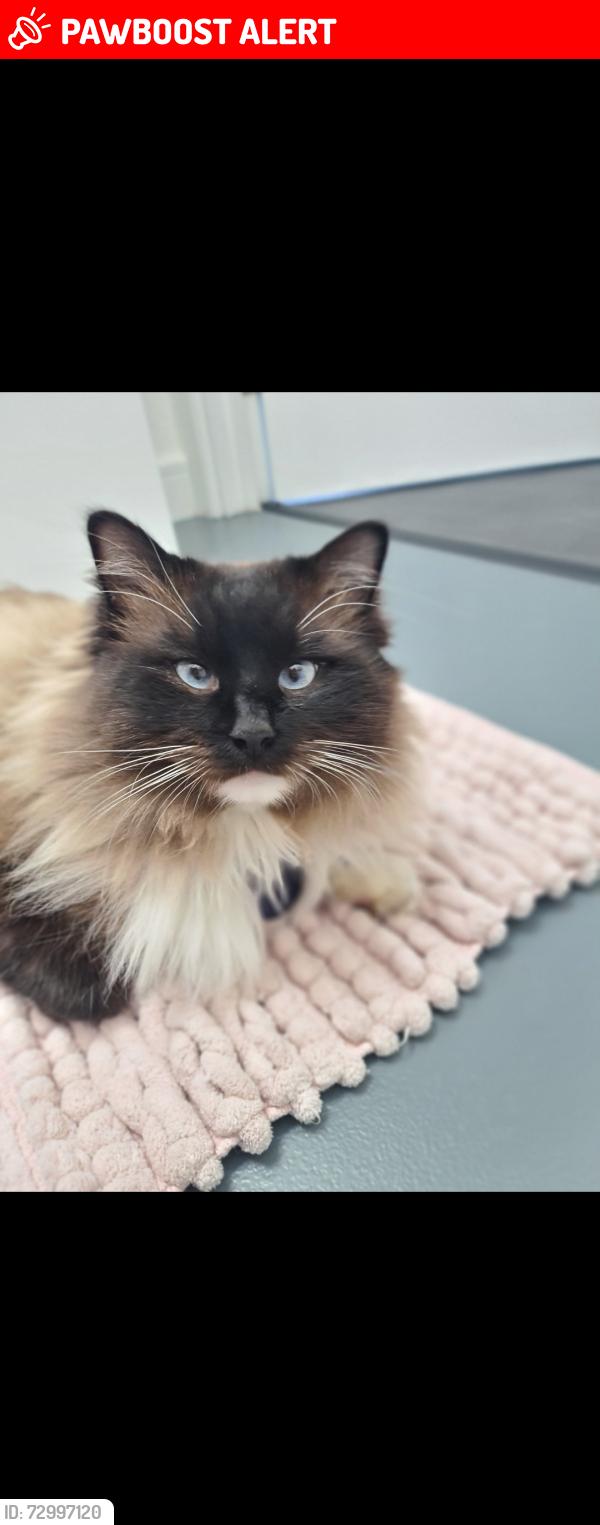 Lost Male Cat last seen Shirley , Shirley, England B90 4FG
