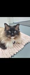 Lost Male Cat last seen Shirley , Shirley, England B90 4FG