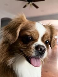 Reunited Male Dog last seen Mount Juliet , Mt. Juliet, TN 37122
