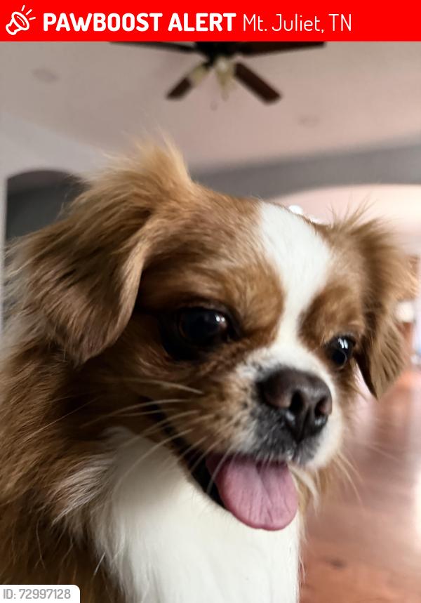 Lost Male Dog last seen Mount Juliet , Mt. Juliet, TN 37122