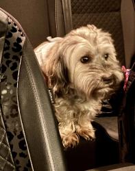 Lost Male Dog last seen Caribou coffe in Kernersville , Kernersville, NC 27284