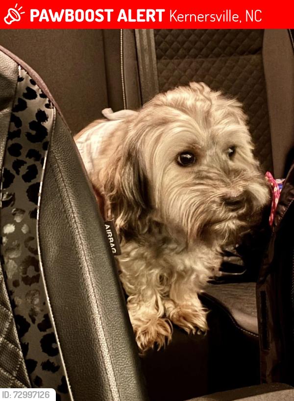 Lost Male Dog last seen Caribou coffe in Kernersville , Kernersville, NC 27284