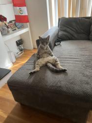 Reunited Male Cat last seen Layton drive VA, Springfield, VA 22150