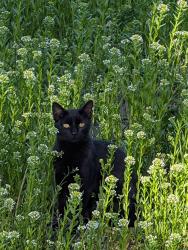 Lost Female Cat last seen Buck lake and Swede lake , Buck Lake Rd, MN 55388