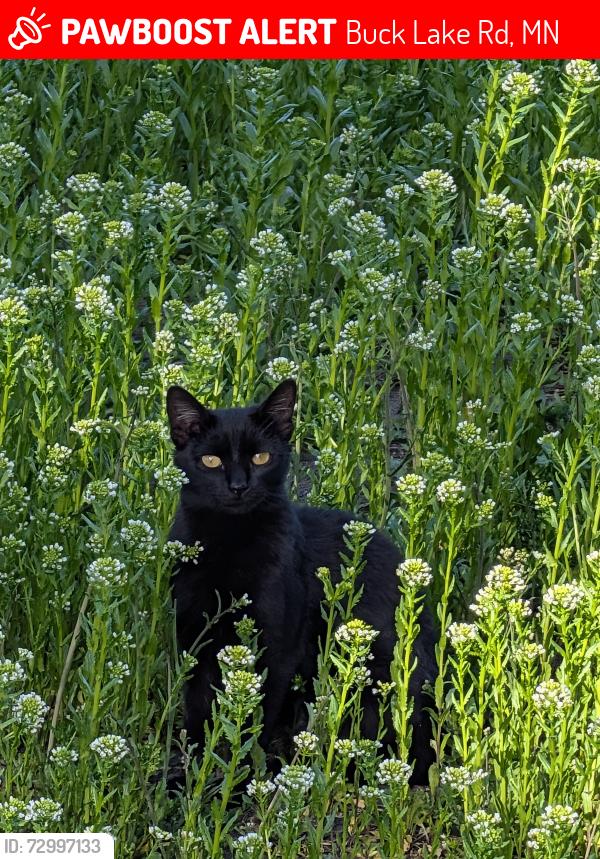 Lost Female Cat last seen Buck lake and Swede lake , Buck Lake Rd, MN 55388