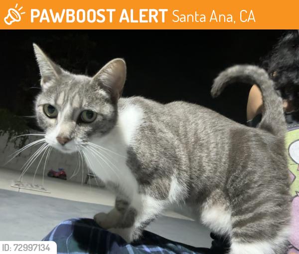 Found/Stray Female Cat last seen Near s king st, Santa Ana, CA 92701