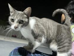 Found/Stray Female Cat last seen Near s king st, Santa Ana, CA 92701