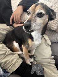 Reunited Male Dog last seen Near north 215 and Decatur neighborhood behind Walmart , North Las Vegas, NV 89084
