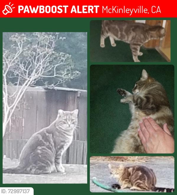 Lost Male Cat last seen Eucalyptus & Jones, McKinleyville, CA 95519