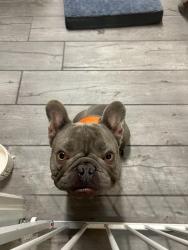 Reunited Male Dog last seen Near Durango and Gomer, Las Vegas, NV 89178