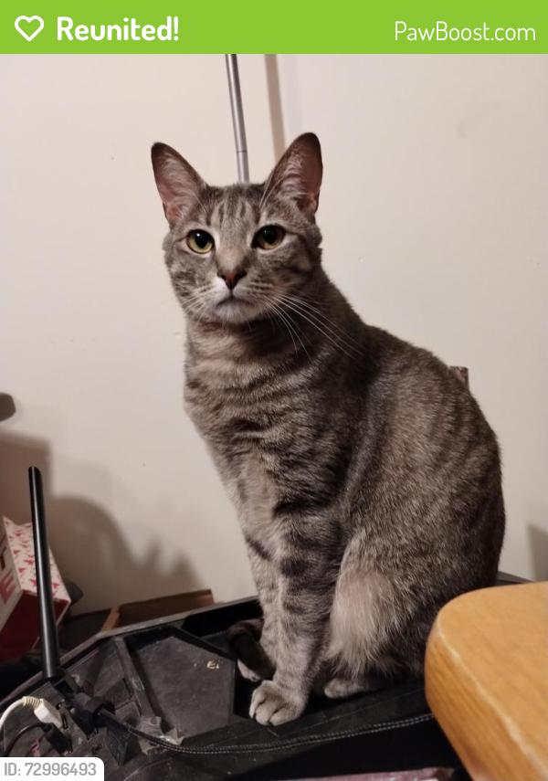 Reunited Male Cat last seen Forest Ridge apmts, Knoxville, TN 37931