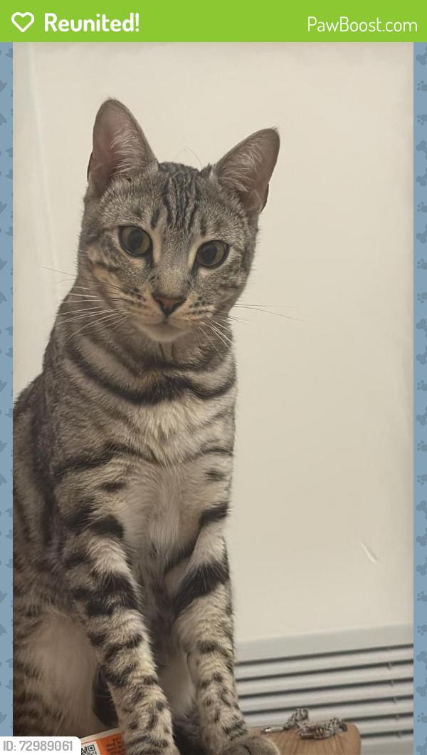 Reunited Female Cat last seen Near carver park , Burton upon Trent, England DE13