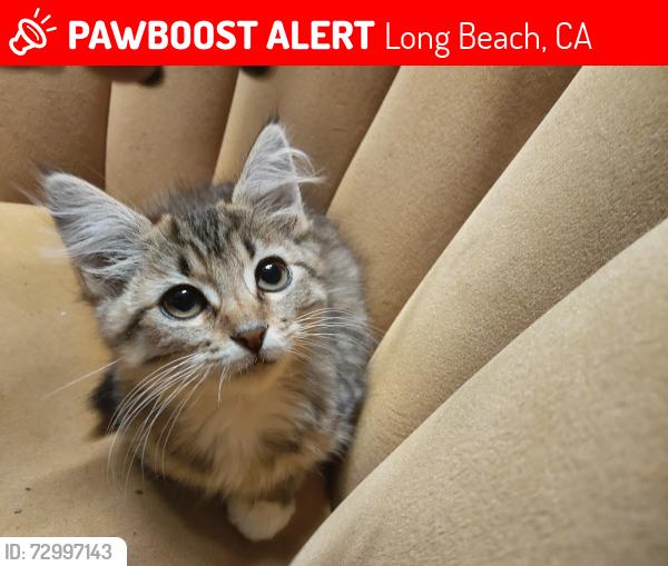 Lost Female Cat last seen Hill st and golden ave, Long Beach, CA 90806