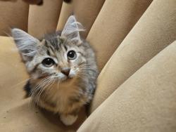 Lost Female Cat last seen Hill st and golden ave, Long Beach, CA 90806