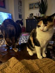 Reunited Female Cat last seen Near hawkes, Marblehead, MA 01945