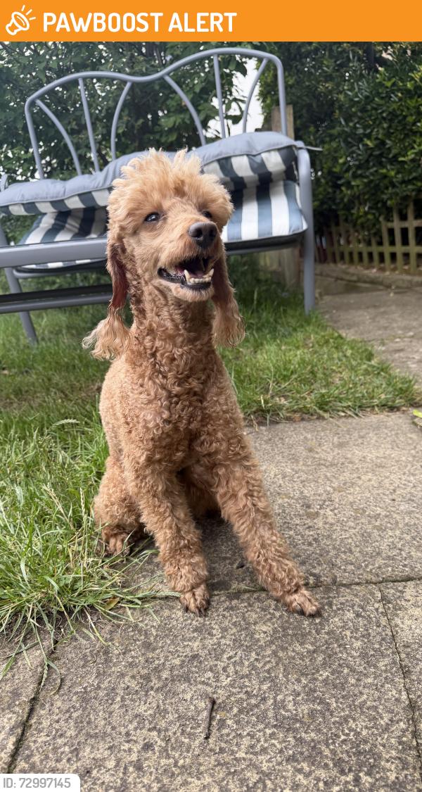 Found/Stray Male Dog last seen Around waterloo park  , Norfolk, England NR3 3LQ