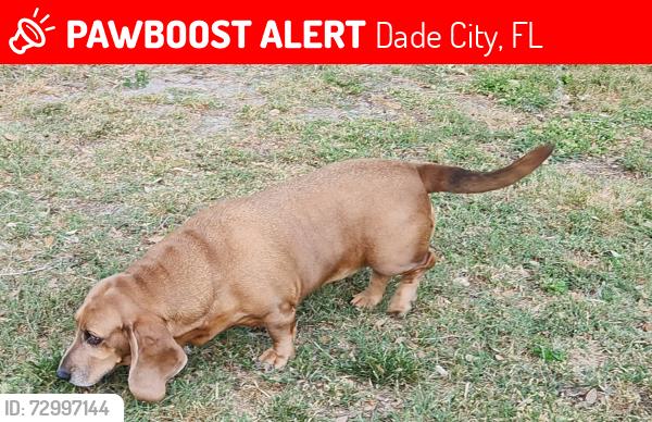 Lost Female Dog last seen Powerline Road, Dade City, FL 33523