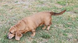 Lost Female Dog last seen Powerline Road, Dade City, FL 33523
