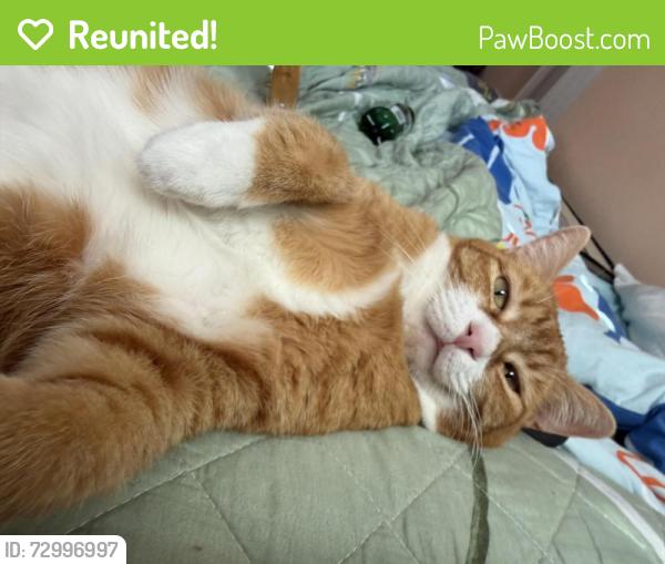 Reunited Female Cat last seen Near Monaco, Irvine, CA 92614