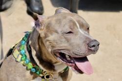 Shelter Stray Male Dog last seen Richmond Terrace, STATEN ISLAND, NY, 10301, 3139 Veterans Rd W, Staten Island, NY 10309, USA
