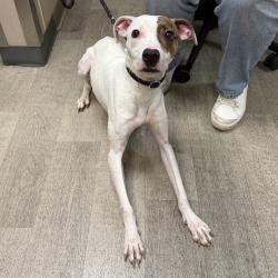 Shelter Stray Female Dog last seen Near Ocean Lane, Imperial Beach, CA, 91932, 5500 Gaines St, San Diego, CA 92110, USA