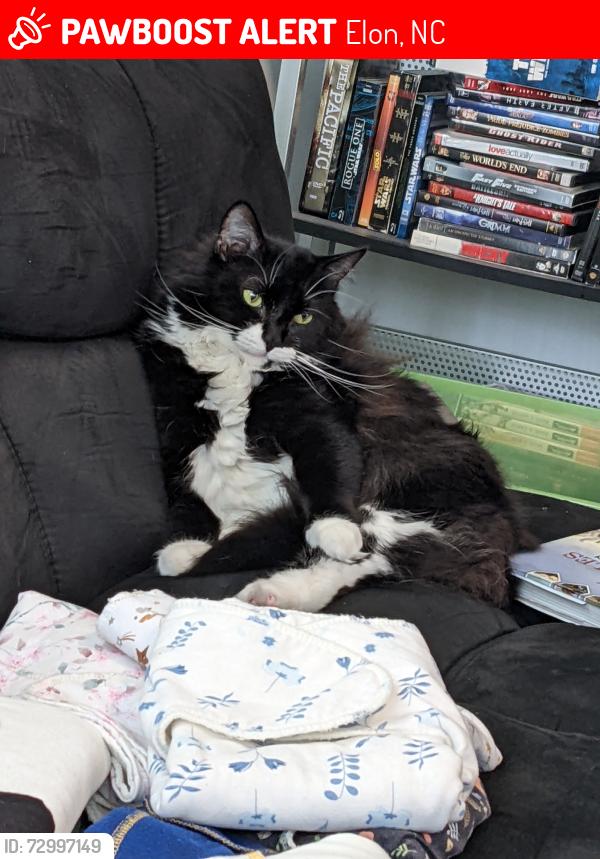 Lost Female Cat last seen Ossipee Front St, Elon, NC 27244