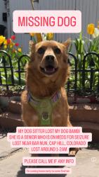 Reunited Female Dog last seen Bar Nun, Denver, CO 80210