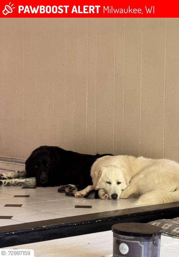 Lost Female Dog last seen Near w brown deer Road , Milwaukee, WI 53224