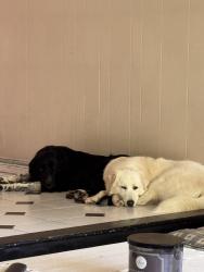 Lost Female Dog last seen Near w brown deer Road , Milwaukee, WI 53224