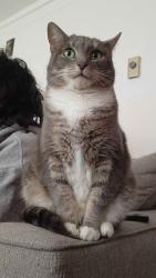 Reunited Female Cat last seen Snyder's Lake RD Wynants, Zelenke Drive Wynants, Wynantskill, NY 12198