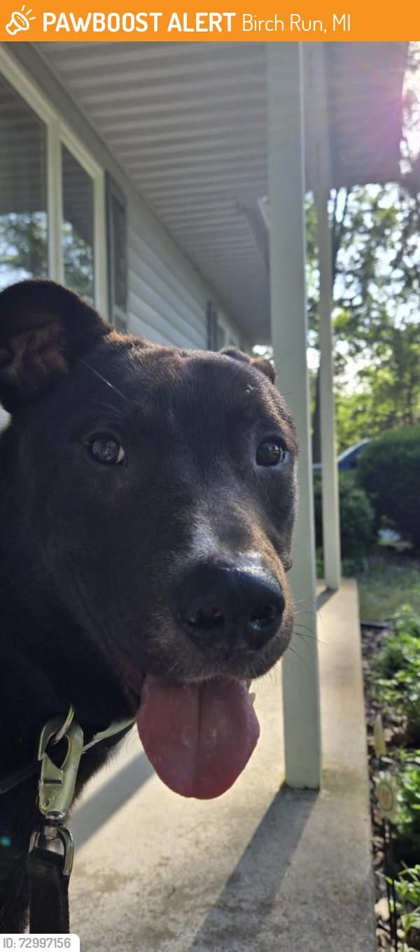 Found/Stray Male Dog last seen Reese and Canada roads, Birch Run, MI 48415