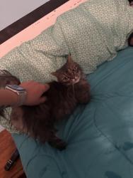 Reunited Female Cat last seen This residence, Hamilton, OH 45013