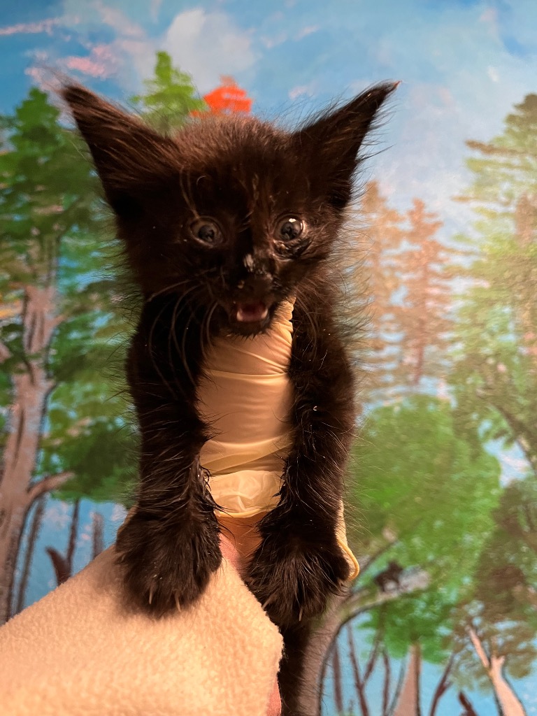 Shelter Stray Female Cat last seen Bexar County, 3353 Morningside Dr, New Braunfels, TX 78132, USA