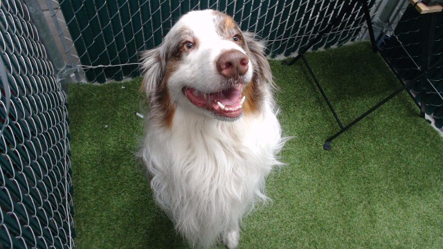 Shelter Stray Male Dog last seen , 11258 Garfield Ave, Downey, CA 90242, USA