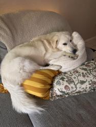 Lost Female Dog last seen Near w brown deer road , Milwaukee, WI 53224