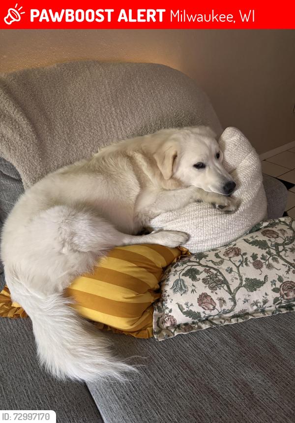 Lost Female Dog last seen Near w brown deer road , Milwaukee, WI 53224