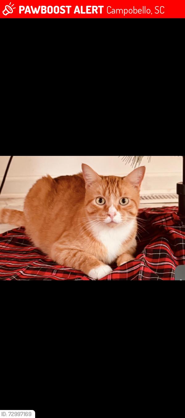 Lost Male Cat last seen Near mount lebanon road, Campobello, SC 29322