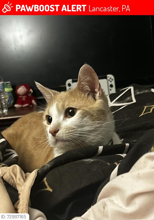 Lost Male Cat last seen E Madison Street , Lancaster, PA 17604
