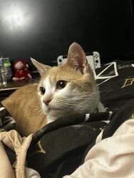 Lost Male Cat last seen E Madison Street , Lancaster, PA 17604
