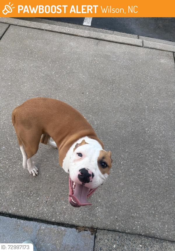 Lost Male Dog last seen Downtown Wilson, Wilson, NC 27893