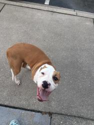 Lost Male Dog last seen Downtown Wilson, Wilson, NC 27893