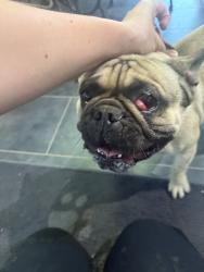 Reunited Male Dog last seen Near First St, Norco, CA 92860, USA, Norco, CA 92860