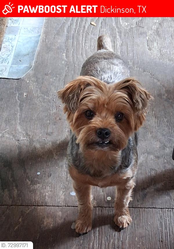 Lost Male Dog last seen inson ave, Dickinson, TX 77539