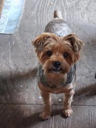 Lost Male Dog last seen inson ave, Dickinson, TX 77539