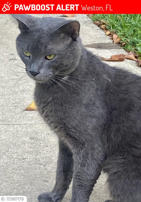 Lost Male Cat last seen Lakeview Drive Weston fl 33326, Weston, FL 33326