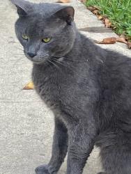 Lost Male Cat last seen Lakeview Drive Weston fl 33326, Weston, FL 33326