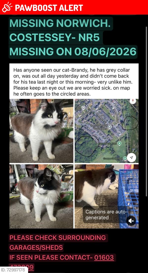 Lost Male Cat last seen Woodhill rise, leewood cresent, marlpit lane, Norfolk, England NR5 0DB