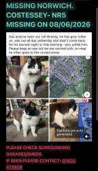 Lost Male Cat last seen Woodhill rise, leewood cresent, marlpit lane, Norfolk, England NR5 0DB