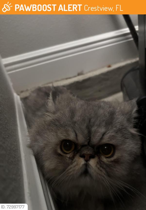 Found/Stray Male Cat last seen Alicia Place Subdivision, Crestview, FL 32539